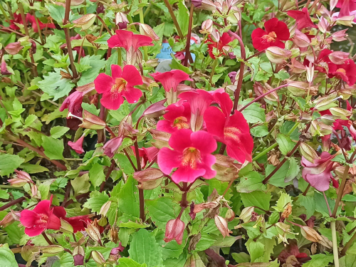 rote Gauklerblume - Mimulus cupreus 'Roter Kaiser'